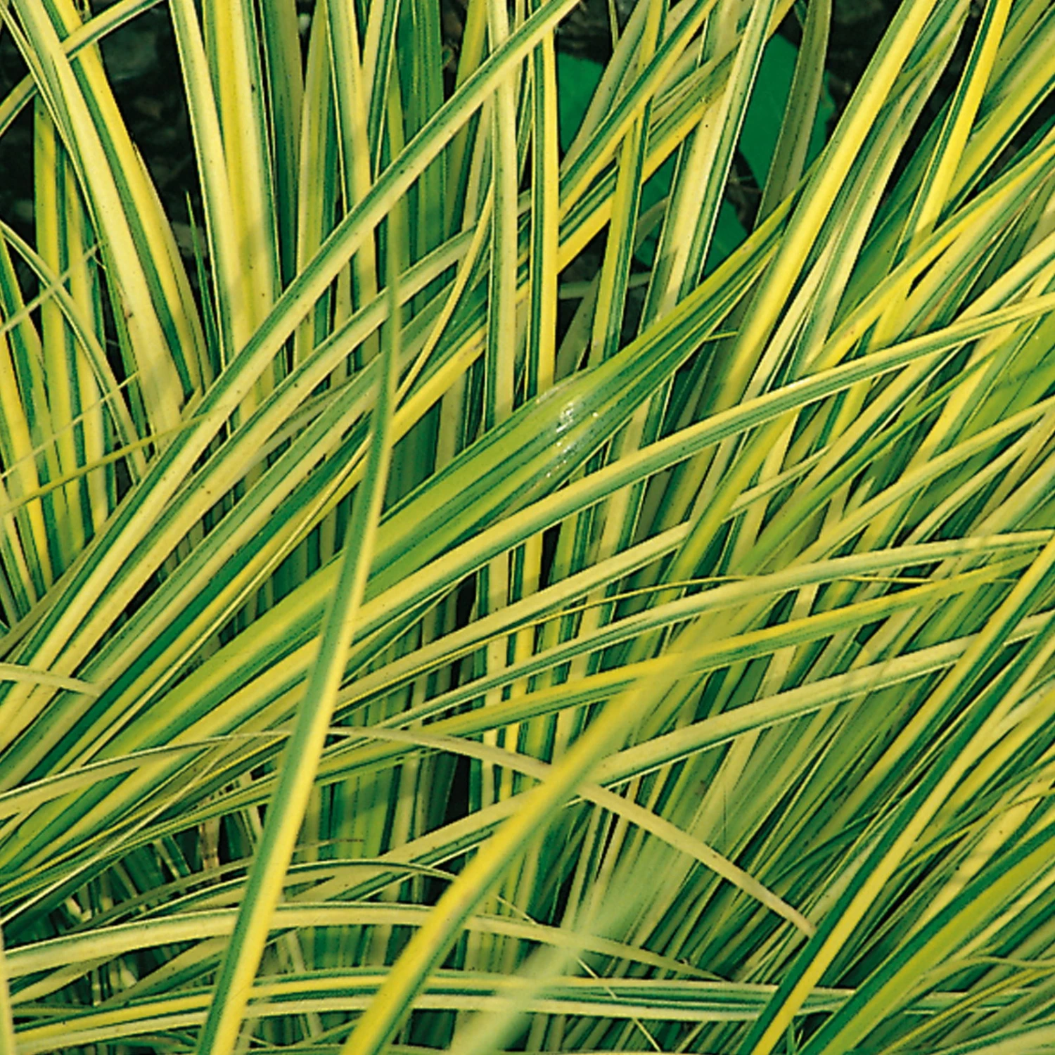 Kalmus 'Ogon' Grün-gelb, Topf-Ø 12 Cm, 3er-Set – Bild 2