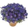 Kissenaster 'Azurit' Blauviolett, Topf-Ø 12 Cm, 3er-Set -Biohort Garten Geschaft 0310500474 1475 aster dumosus azurit blau 68428