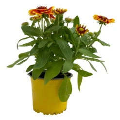 Kokardenblume, Farbe Nach Verfügbarkeit, Topf-Ø 12/13 Cm, 6er-Set -Biohort Garten Geschaft 0310500624 Gaillardia aristata gelbrot 2 111886