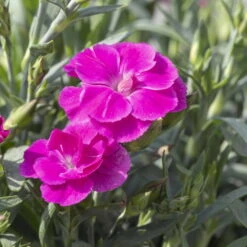 Duftnelken 'Peman' Pink, Topf-Ø 12 Cm, 6er-Set -Biohort Garten Geschaft 0310501037 Dianthus Peman 3er Set 87643