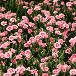 Stauden Nelken 'Peach Party®' Apricot Mit Rotem Auge, Topf-Ø 10,5 Cm, 6er-Set -Biohort Garten Geschaft 0310501038 Dianthus Peach Party 3er Set2 87648