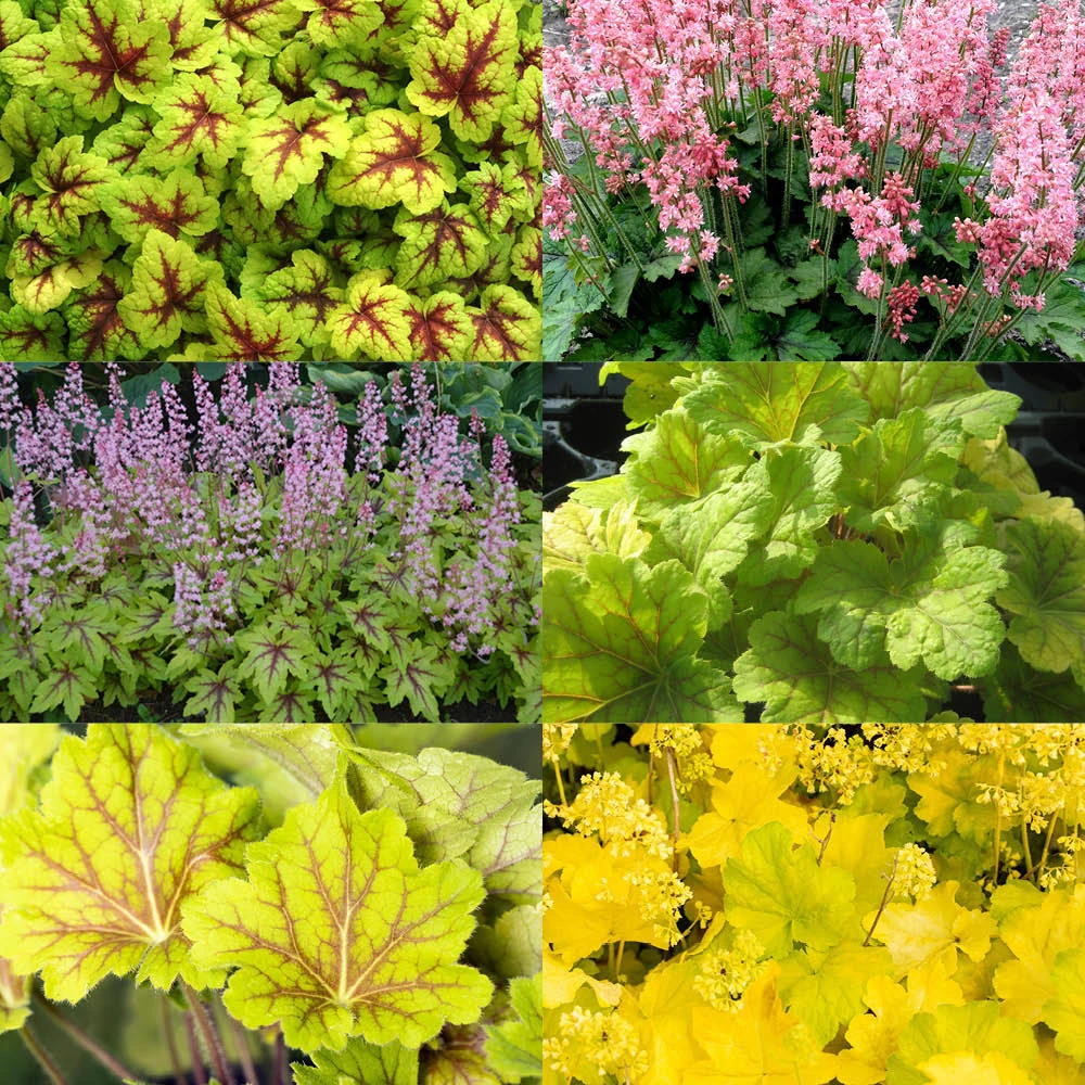 Purpurglöckchen Grünlaubig, Topf-Ø 12 Cm, 3er-Set 3 Purpurglöckchen Grünlaubig, Topf-Ø 12 Cm, 3er-Set