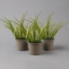 Kalmus 'Ogon' Grün-gelb, Topf-Ø 12 Cm, 3er-Set -Biohort Garten Geschaft 0319100458 acorus ogon 1 125702