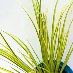 Kalmus 'Ogon' Grün-gelb, Topf-Ø 12 Cm, 3er-Set -Biohort Garten Geschaft 0319100458 acorus ogon 4 125002