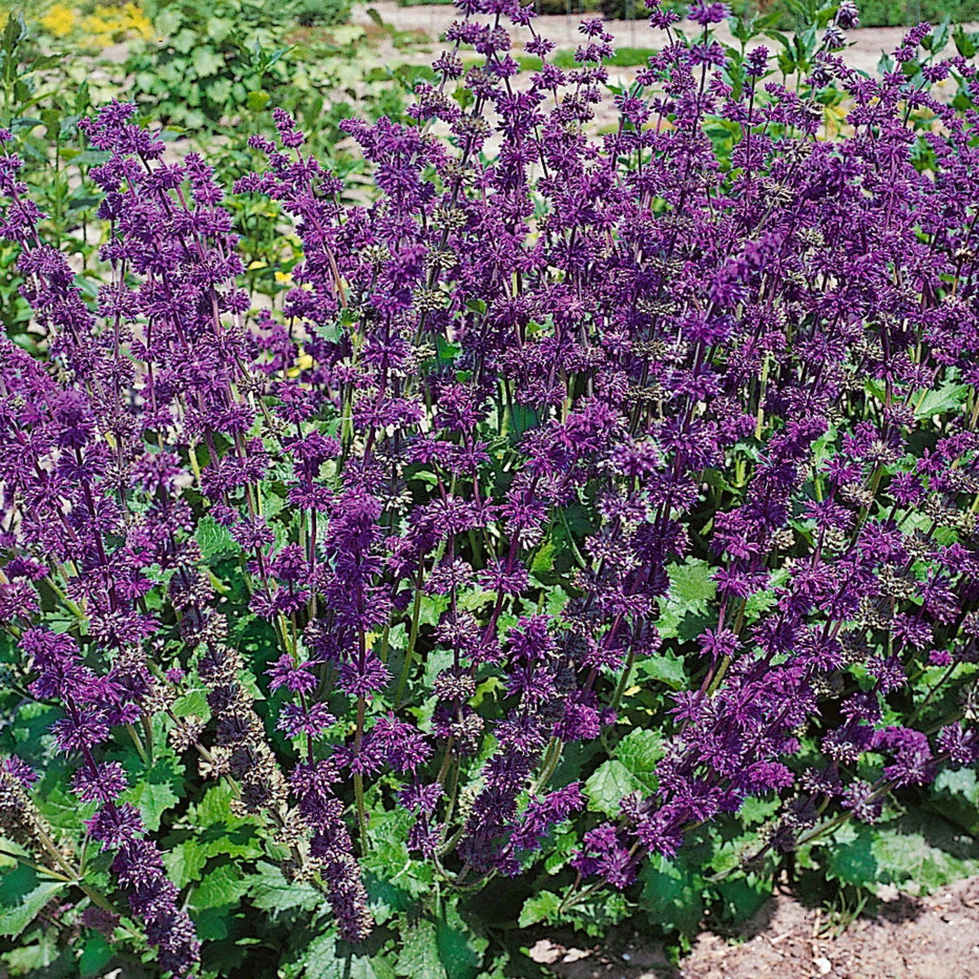 Bio Salvia Verticillata 'Purple Rain' Purpur-violett, Topf-Ø 11 Cm, 3er-Set 2 Bio Salvia Verticillata 'Purple Rain' Purpur-violett, Topf-Ø 11 Cm, 3er-Set