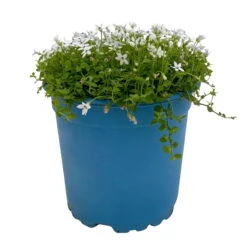 Isotoma Fluvialis Weiß, Topf-Ø 12 Cm, 3er-Set -Biohort Garten Geschaft 0319100527 Isotoma fluviatilis 3er Set weiss 1 110596