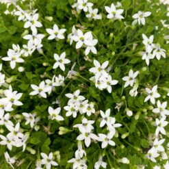 Isotoma Fluvialis Weiß, Topf-Ø 12 Cm, 3er-Set -Biohort Garten Geschaft 0319100527 Isotoma fluviatilis 3er Set weiss 3 110409