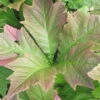 Schaublatt 'Rotlaub' Cremeweiß, Topf-Ø 11 Cm, 3er-Set -Biohort Garten Geschaft 0319100540 Rodgersia podophylla Rotlaub 1 120378