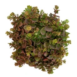 Fette Henne, 6er-Set, Bunt Gemischt, Topf 13 Cm Ø -Biohort Garten Geschaft 0319200011 Sedum Mix T13 NR nach Verfuegbarkeit 6er Set WS 10 95967