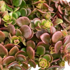 Fette Henne, 6er-Set, Bunt Gemischt, Topf 13 Cm Ø -Biohort Garten Geschaft 0319200011 Sedum Mix T13 NR nach Verfuegbarkeit 6er Set WS 11 95968