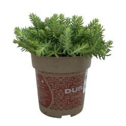 Fette Henne, 6er-Set, Bunt Gemischt, Topf 13 Cm Ø -Biohort Garten Geschaft 0319200011 Sedum Mix T13 NR nach Verfuegbarkeit 6er Set WS 13 95969