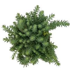 Fette Henne, 6er-Set, Bunt Gemischt, Topf 13 Cm Ø -Biohort Garten Geschaft 0319200011 Sedum Mix T13 NR nach Verfuegbarkeit 6er Set WS 16 95970