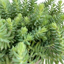 Fette Henne, 6er-Set, Bunt Gemischt, Topf 13 Cm Ø -Biohort Garten Geschaft 0319200011 Sedum Mix T13 NR nach Verfuegbarkeit 6er Set WS 17 95971