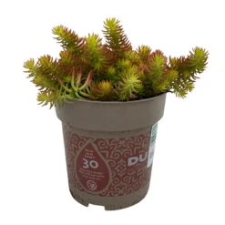 Fette Henne, 6er-Set, Bunt Gemischt, Topf 13 Cm Ø -Biohort Garten Geschaft 0319200011 Sedum Mix T13 NR nach Verfuegbarkeit 6er Set WS 20 95976