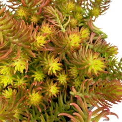 Fette Henne, 6er-Set, Bunt Gemischt, Topf 13 Cm Ø -Biohort Garten Geschaft 0319200011 Sedum Mix T13 NR nach Verfuegbarkeit 6er Set WS 24 95977