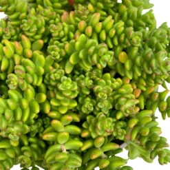 Fette Henne, 6er-Set, Bunt Gemischt, Topf 13 Cm Ø -Biohort Garten Geschaft 0319200011 Sedum Mix T13 NR nach Verfuegbarkeit 6er Set WS 29 95975