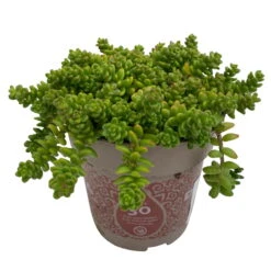 Fette Henne, 6er-Set, Bunt Gemischt, Topf 13 Cm Ø -Biohort Garten Geschaft 0319200011 Sedum Mix T13 NR nach Verfuegbarkeit 6er Set WS 30 95974