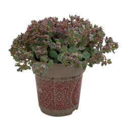 Fette Henne, 6er-Set, Bunt Gemischt, Topf 13 Cm Ø -Biohort Garten Geschaft 0319200011 Sedum Mix T13 NR nach Verfuegbarkeit 6er Set WS 32 95972
