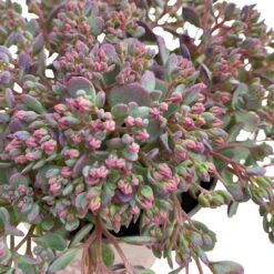 Fette Henne, 6er-Set, Bunt Gemischt, Topf 13 Cm Ø -Biohort Garten Geschaft 0319200011 Sedum Mix T13 NR nach Verfuegbarkeit 6er Set WS 35 95973