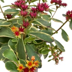 Fette Henne, 6er-Set, Bunt Gemischt, Topf 13 Cm Ø -Biohort Garten Geschaft 0319200011 Sedum Mix T13 NR nach Verfuegbarkeit 6er Set WS 43 95980