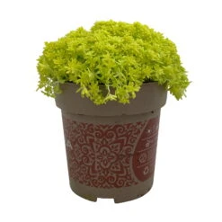 Fette Henne, 6er-Set, Bunt Gemischt, Topf 13 Cm Ø -Biohort Garten Geschaft 0319200011 Sedum Mix T13 NR nach Verfuegbarkeit 6er Set WS 45 95981
