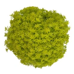 Fette Henne, 6er-Set, Bunt Gemischt, Topf 13 Cm Ø -Biohort Garten Geschaft 0319200011 Sedum Mix T13 NR nach Verfuegbarkeit 6er Set WS 47 95982