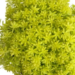 Fette Henne, 6er-Set, Bunt Gemischt, Topf 13 Cm Ø -Biohort Garten Geschaft 0319200011 Sedum Mix T13 NR nach Verfuegbarkeit 6er Set WS 49 95983