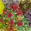Fette Henne, 6er-Set, Bunt Gemischt, Topf 13 Cm Ø -Biohort Garten Geschaft 0319200011 Sedum Mix T13 NR nach Verfuegbarkeit 6er Set WS 4 95846