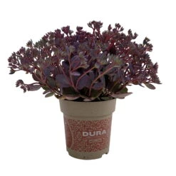 Fette Henne, 6er-Set, Bunt Gemischt, Topf 13 Cm Ø -Biohort Garten Geschaft 0319200011 Sedum Mix T13 NR nach Verfuegbarkeit 6er Set WS 52 95984