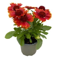 Kokardenblume, Farbe Nach Verfügbarkeit, Topf-Ø 12/13 Cm, 6er-Set -Biohort Garten Geschaft 0319200041 Gaillardia aristata nach Verfuegbarkeit 6er Set 2 111889