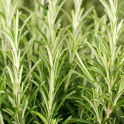 Rosmarin, Ballen-Ø Ca. 7 Cm, 2x 6er-Tray=12 Pflanzen 8 Rosmarin, Ballen-Ø Ca. 7 Cm, 2x 6er-Tray=12 Pflanzen -Biohort Garten Geschaft 0319200055 Rosmarinus officinalis Koelle 6er Pack WS 1 103374