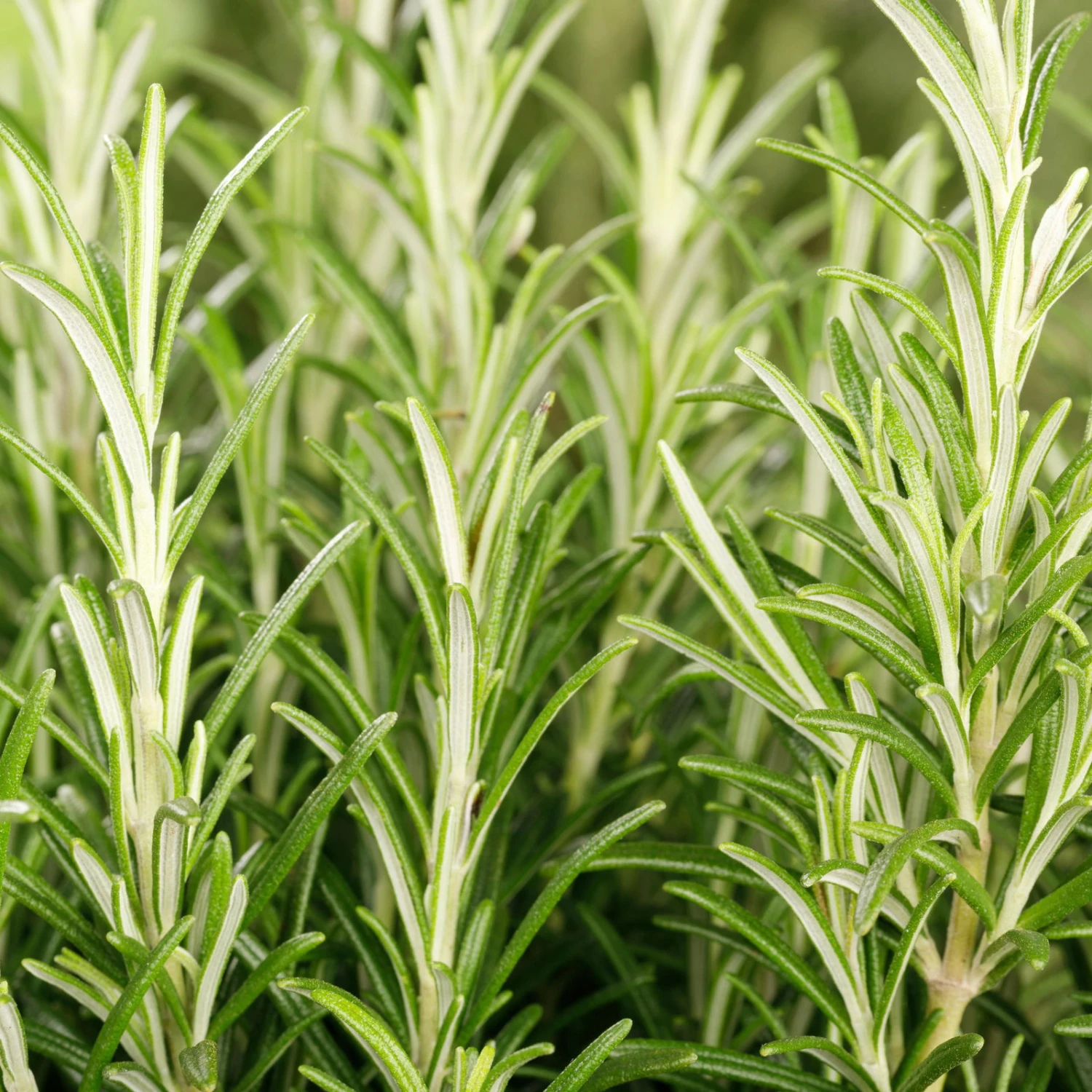 Rosmarin, Ballen-Ø Ca. 7 Cm, 2x 6er-Tray=12 Pflanzen 4 Rosmarin, Ballen-Ø Ca. 7 Cm, 2x 6er-Tray=12 Pflanzen – Bild 2