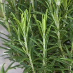 Rosmarin, Ballen-Ø Ca. 7 Cm, 2x 6er-Tray=12 Pflanzen 9 Rosmarin, Ballen-Ø Ca. 7 Cm, 2x 6er-Tray=12 Pflanzen -Biohort Garten Geschaft 0319200055 Rosmarinus officinalis Koelle 6er Pack WS 2 103375