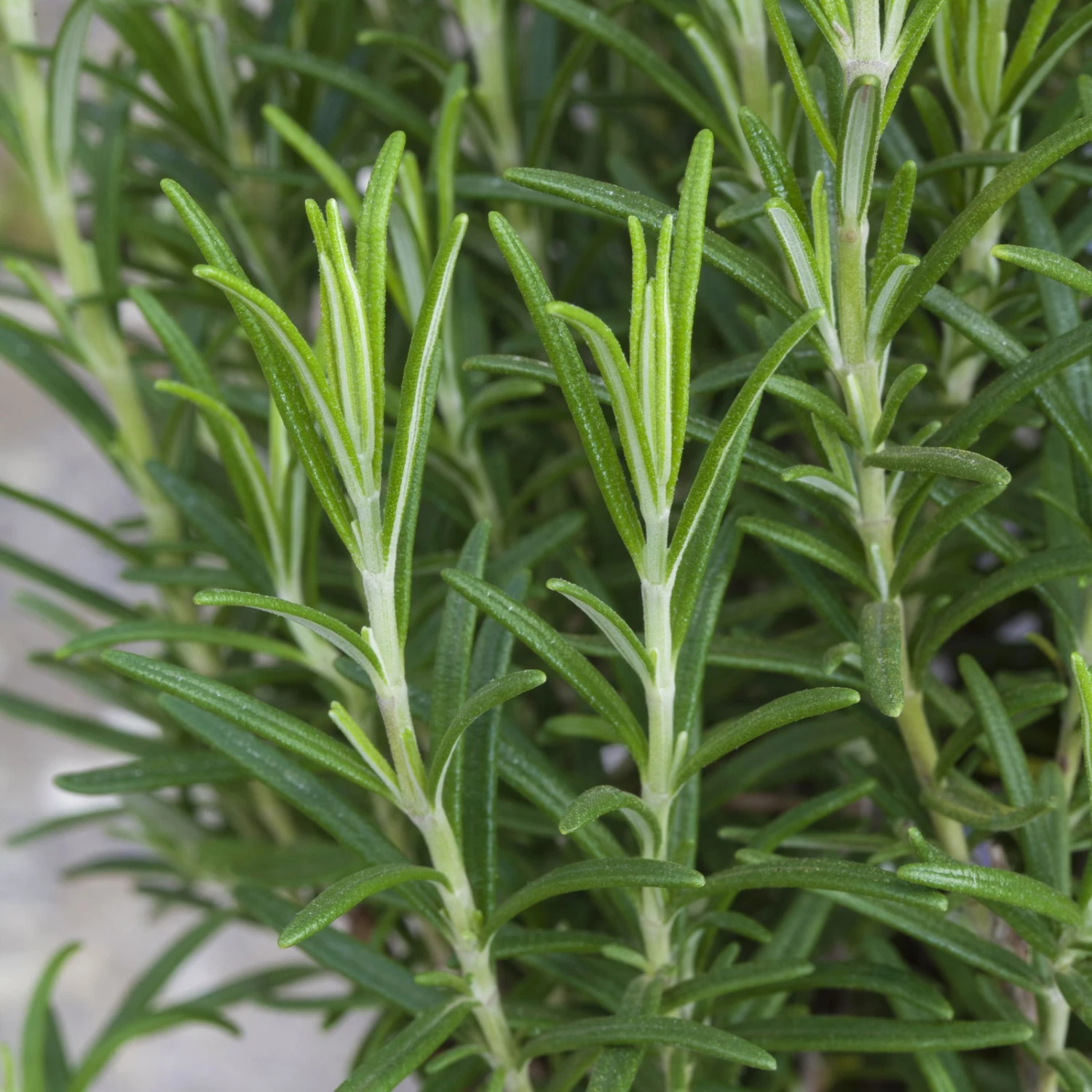 Rosmarin, Ballen-Ø Ca. 7 Cm, 2x 6er-Tray=12 Pflanzen 5 Rosmarin, Ballen-Ø Ca. 7 Cm, 2x 6er-Tray=12 Pflanzen – Bild 3