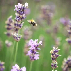 Lavendel 'Munstead', Blauviolett, Topf-Ø 19 Cm, 2er-Set -Biohort Garten Geschaft 0319200072 Lavandula angustifolia Munstead 2er Set Bluete 2 111617