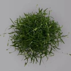 Lavendel 'Munstead', Blauviolett, Topf-Ø 19 Cm, 2er-Set -Biohort Garten Geschaft 0319200072 Lavandula angustifolia Munstead 2er Set T19 Woud 2 125874