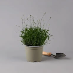 Lavendel 'Munstead', Blauviolett, Topf-Ø 19 Cm, 2er-Set -Biohort Garten Geschaft 0319200072 Lavandula angustifolia Munstead 2er Set T19 Woud 125875