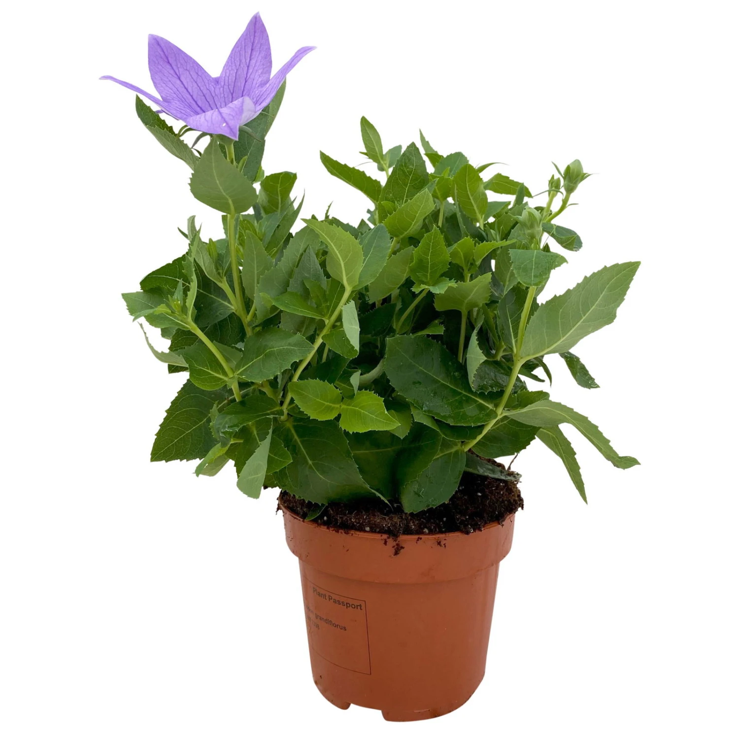 Ballonblume, Blau, Topf-Ø 12 Cm, 6er-Set 4 Ballonblume, Blau, Topf-Ø 12 Cm, 6er-Set – Bild 2