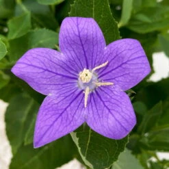 Ballonblume, Blau, Topf-Ø 12 Cm, 6er-Set