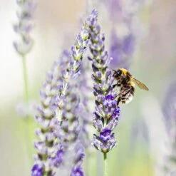 Lavendel, Lilablau Topf-Ø 19 Cm, 2er-Set -Biohort Garten Geschaft 0319200090 lavendel test 124765
