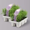 Rosmarin, Ballen-Ø Ca. 7 Cm, 2x 6er-Tray=12 Pflanzen -Biohort Garten Geschaft 0319200153 Rosmarinus officinalis 6er Tray 2x6er Tray 121865