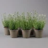 Lavendel 'Alba', Weiß, Topf-Ø 13 Cm, 6er-Set -Biohort Garten Geschaft 0319200198 Lavendel weiss T13 6er f 126071