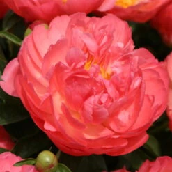 Pfingstrose 'Coral Sunset' Korallrosa-hellgelb, Topf 3 Liter -Biohort Garten Geschaft 0320106809 Paeonia lactiflora Coral Suset korallrosa hellgelb 105911