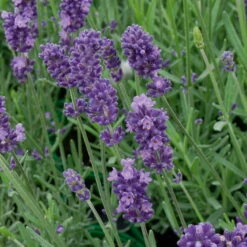 Lavendel, Lilablau Topf-Ø 19 Cm, 2er-Set -Biohort Garten Geschaft 0320500567 Lavendula Siesta Hidcote Blue Koelles Beste 12 13 cm Topf 4918