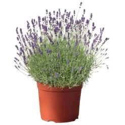 Lavendel, Lilablau Topf-Ø 19 Cm, 2er-Set -Biohort Garten Geschaft 0320500568 koelle s beste lavendel hidcote blue blau 17 cm topf 42863