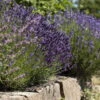Lavendel, Lilablau Topf-Ø 19 Cm, 2er-Set 2 Lavendel, Lilablau Topf-Ø 19 Cm, 2er-Set -Biohort Garten Geschaft 0320500730 Lavandula angustifolia 2 88403