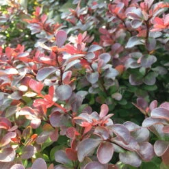 Rote Heckenberberitze, 2er-Set, Höhe 60-80 Cm Topf Je 7,5 Liter -Biohort Garten Geschaft 0410111302 berberis thunbergii atropurpurea 060 080 co 75 lt 68974