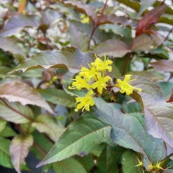 Schwarzrotlaubige Amerikanische Weigelie 'Kodiak® Black', 4er-Set, Topf 5 Liter -Biohort Garten Geschaft 0410112158 Diervilla rivularis Kodiak Black 1 86934