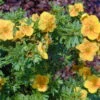 Orangener Fingerstrauch 'Mango Tango®', Gelb-orange, Höhe 20-25 Cm, Topf 5 Liter -Biohort Garten Geschaft 0410112162 Potentilla frut Mango Tango 2 86935