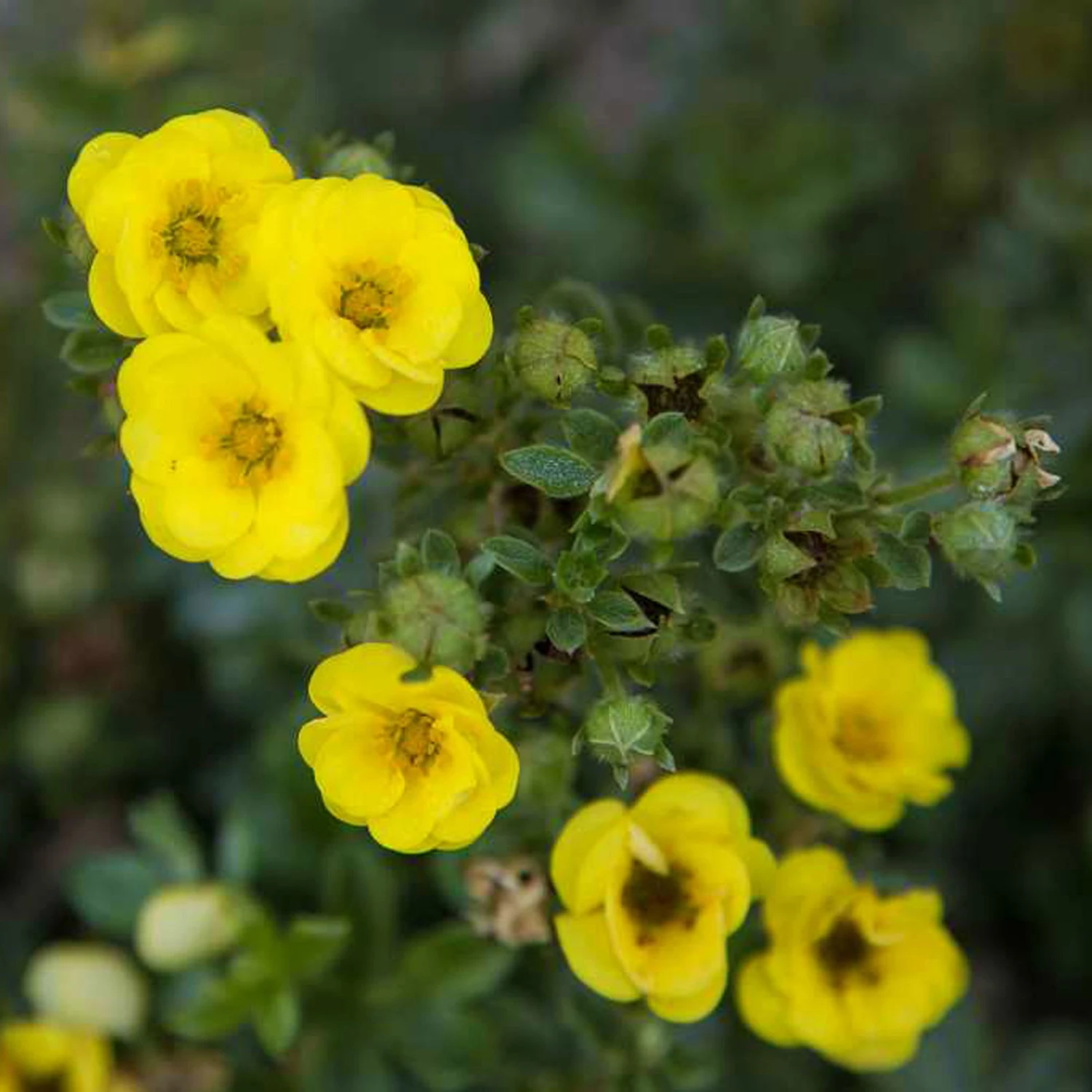 Fingerstrauch 'Citrus Tart®', Gelb, Höhe 20-25 Cm, Topf 5 Liter 3 Fingerstrauch 'Citrus Tart®', Gelb, Höhe 20-25 Cm, Topf 5 Liter